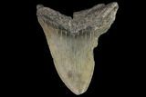 Partial, Fossil Megalodon Tooth #88995-1